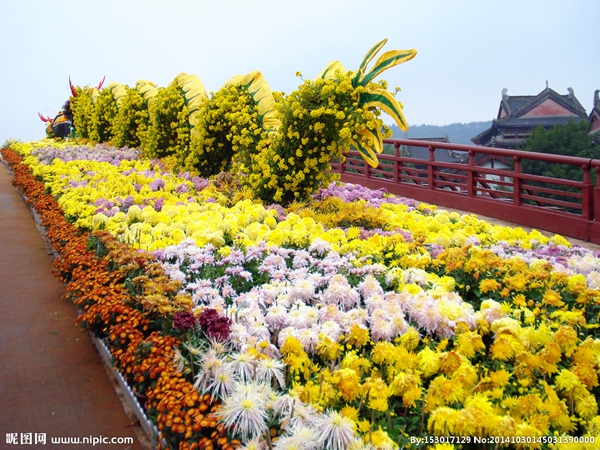 菊花造型.jpg